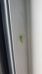 Meconema meridionale