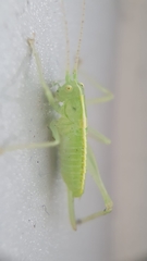 Meconema meridionale