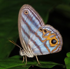 Chloreuptychia rectilinea