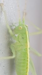 Meconema meridionale