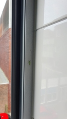 Meconema meridionale