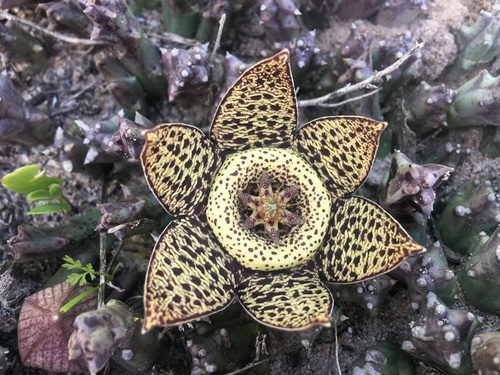 Orbea variegata