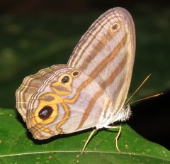 Chloreuptychia herseis