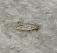 Symmocoides oxybiella