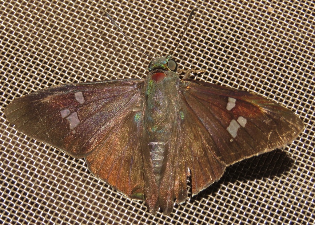 Perniciosus Skipper