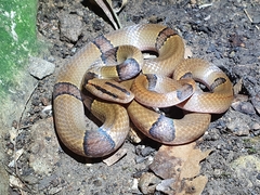 Oreocryptophis porphyraceus