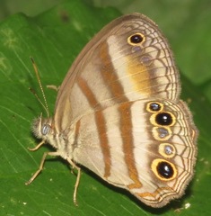 Cissia myncea