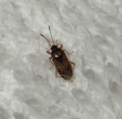 Lasiosomus enervis