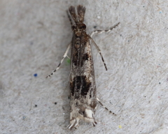 Prionapteryx achatina