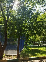 Fraxinus pennsylvanica