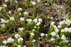 Asperula gunnii