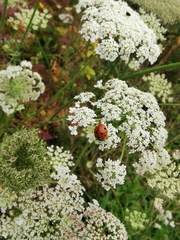 Coccinella septempunctata