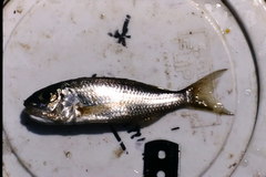 Ectodus
