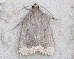 Amphipyra glabella