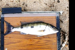 Boulengerochromis microlepis