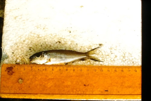 Lestradea perspicax