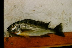 Limnotilapia dardennii