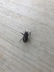 Lucanus