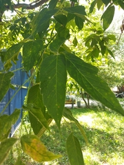 Fraxinus pennsylvanica