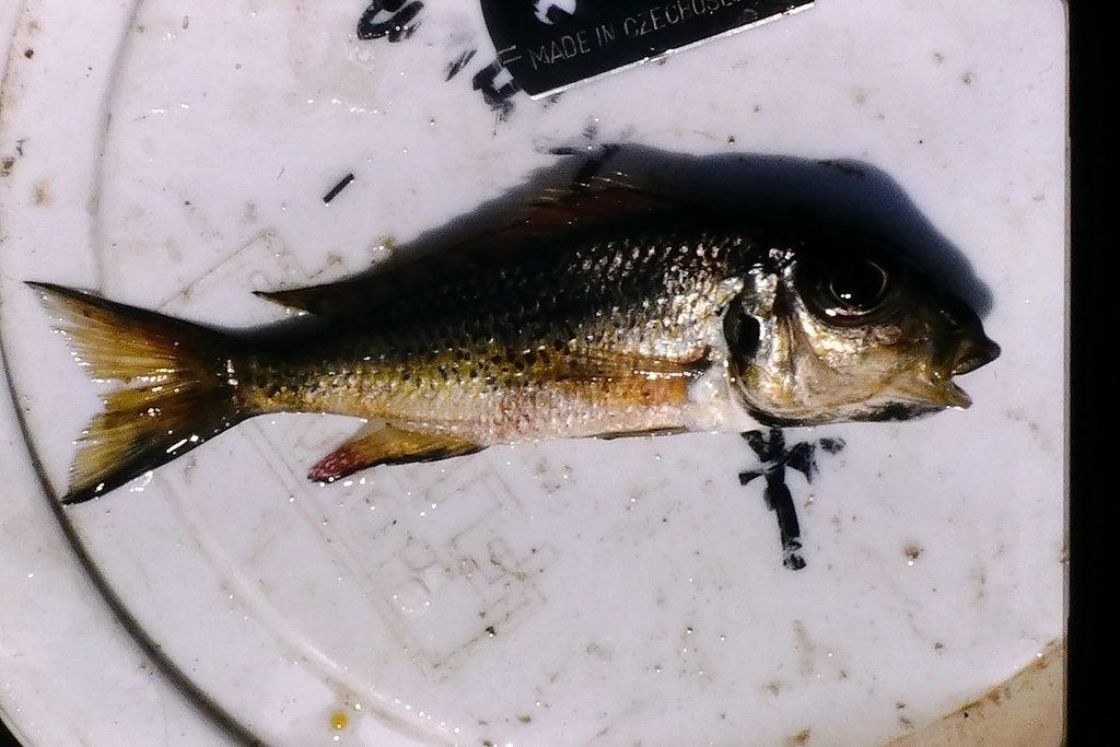 Blackspot callochromis (Callochromis melanostigma) — Cichlidae