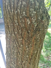 Fraxinus pennsylvanica