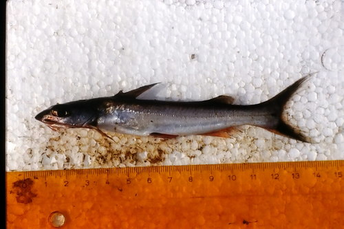 Chrysichthys graueri · NaturaLista Mexico