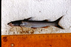 Chrysichthys graueri
