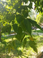 Fraxinus pennsylvanica