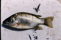 Oreochromis tanganicae