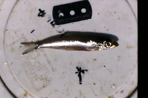 Lake Tanganyika sardine (Limnothrissa miodon) — Clupeidae — 4