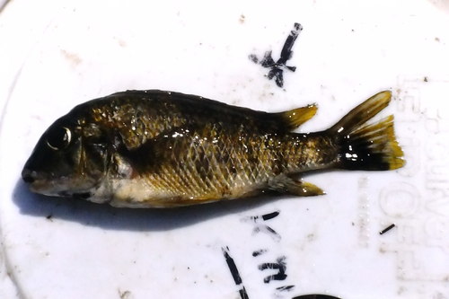 Diagramma cichlid (Simochromis diagramma) — Cichlidae — 2