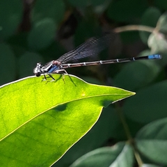 Argia gaumeri