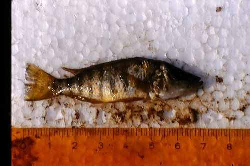 Pfeffer's cichlid (Gnathochromis pfefferi) — Cichlidae — 5
