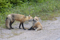 Vulpes vulpes deletrix