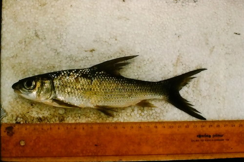 Leleup's carp (Labeobarbus leleupanus) — Cyprinidae