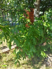 Fraxinus pennsylvanica