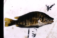 Lobochilotes labiata