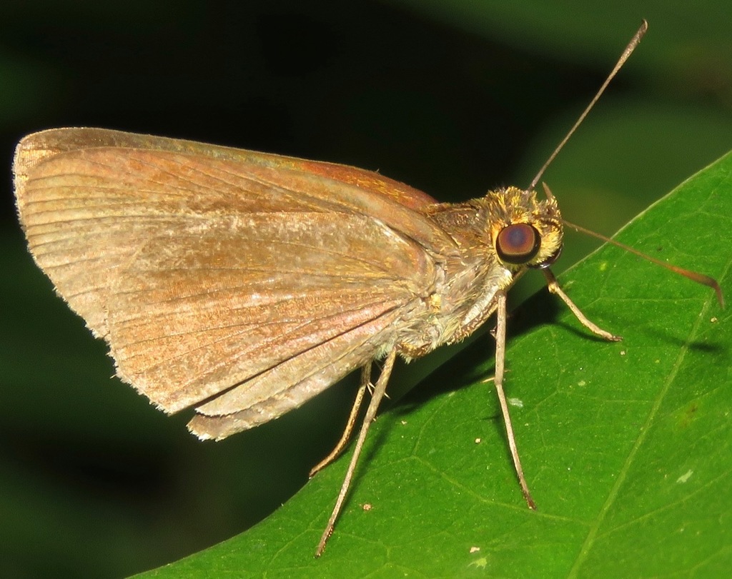 Eutocus facilis