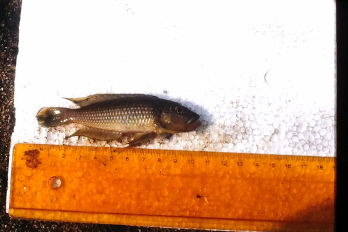 Shell-dwelling cichlid (Lamprologus callipterus) — Cichlidae — 3
