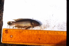 Lamprologus callipterus