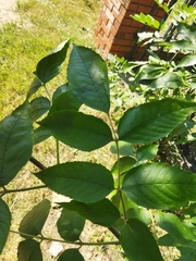 Fraxinus pennsylvanica
