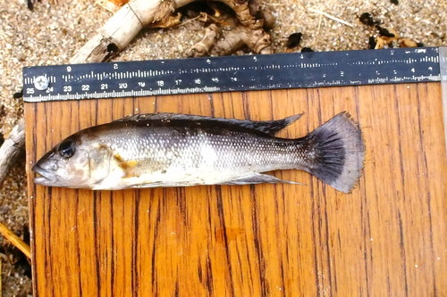 Lepidiolamprologus cunningtoni