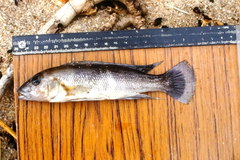 Neolamprologus cunningtoni