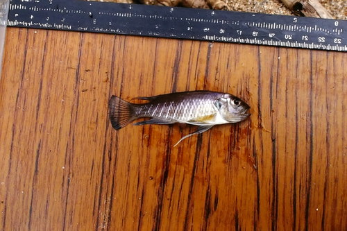 Triglachromis otostigma
