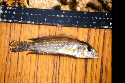 Fourspine cichlid (Neolamprologus tetracanthus) — Cichlidae — 3