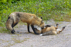 Vulpes vulpes deletrix