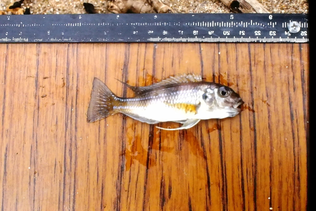Spangled cichlid (Limnochromis auritus) — Cichlidae