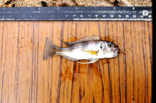 Limnochromis