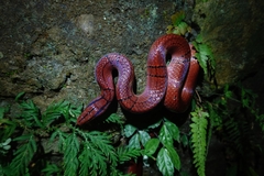 Oreocryptophis porphyraceus