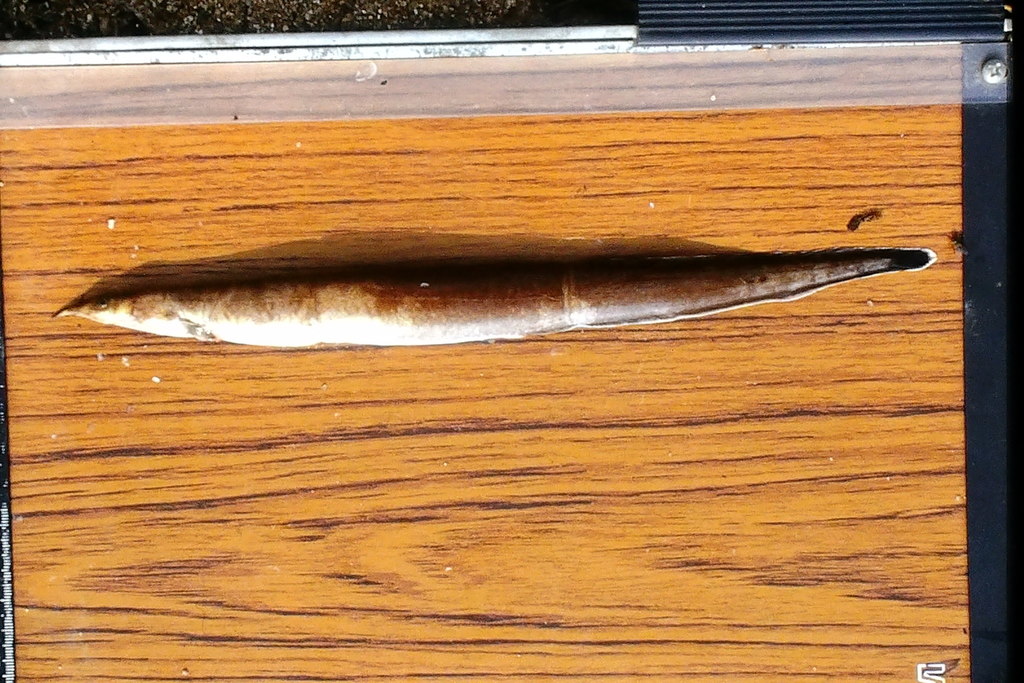 Cunnington's spiny eel (Mastacembelus cunningtoni) — Mastacembelidae